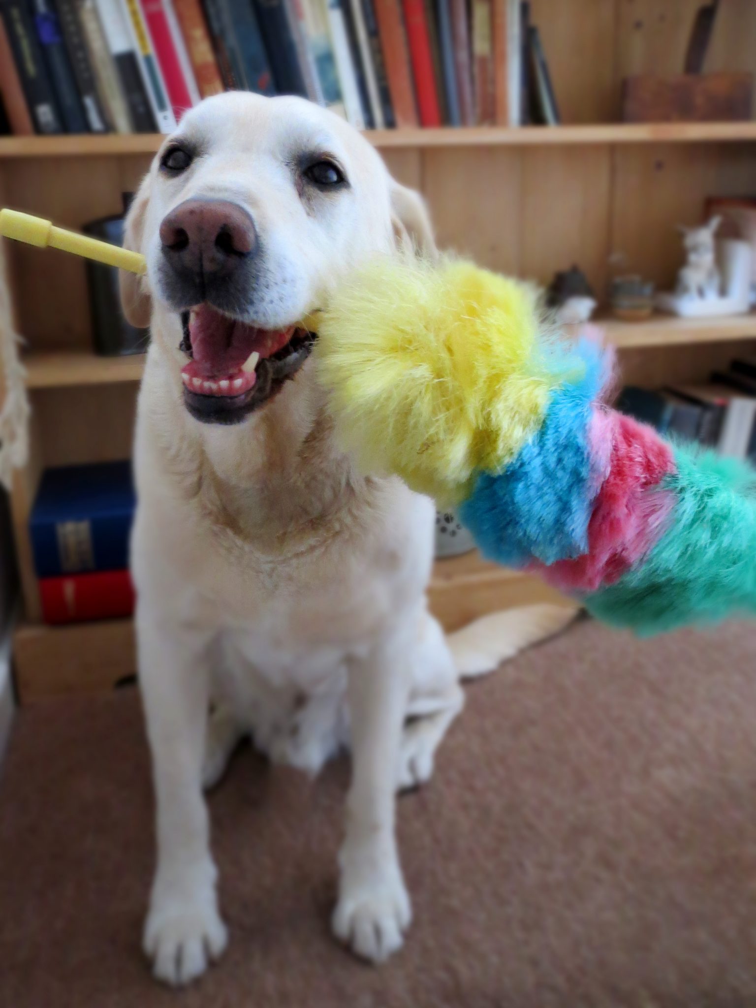 is a dogs clean tips to de your home holidays4dogs home boarding for dogs is a dogs clean tips to de your home holidays4dogs home boarding for dogs