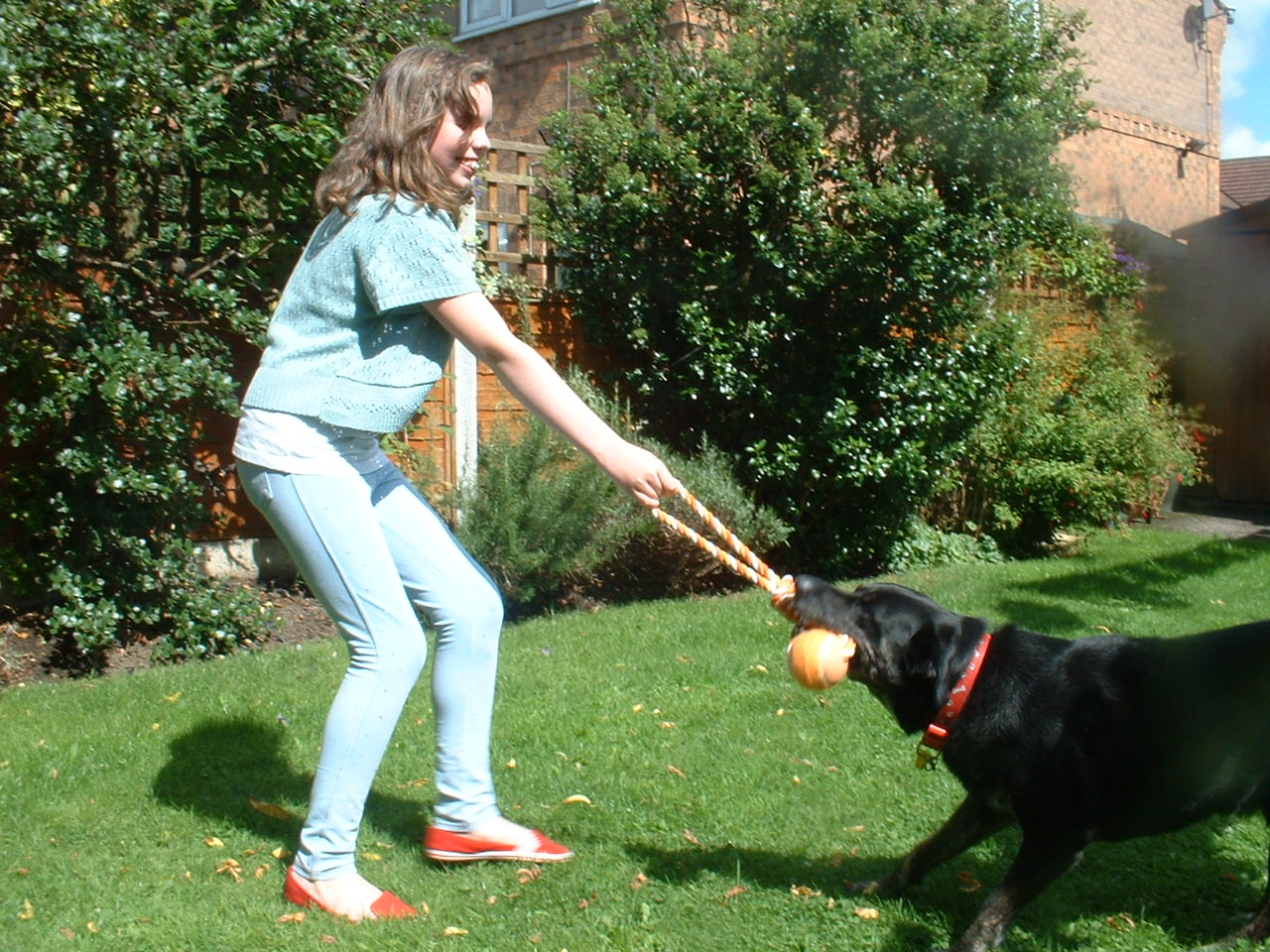 tug of war with puppy tug of war with your holidays4dogs home boarding for dogs tug of war with puppy tug of war with your holidays4dogs home boarding for dogs