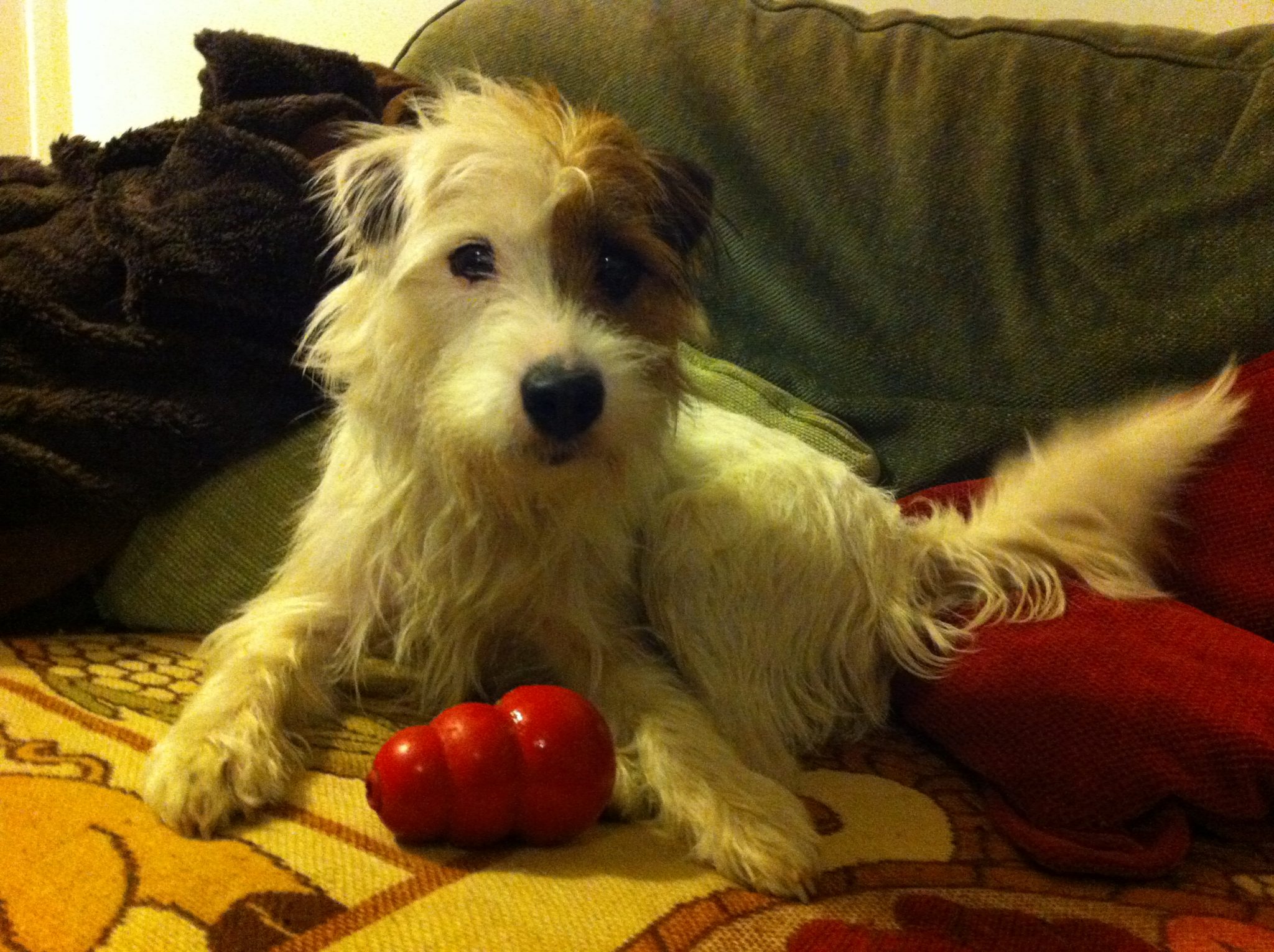 How to use a Kong - Holidays4Dogs - Home Boarding for Dogs