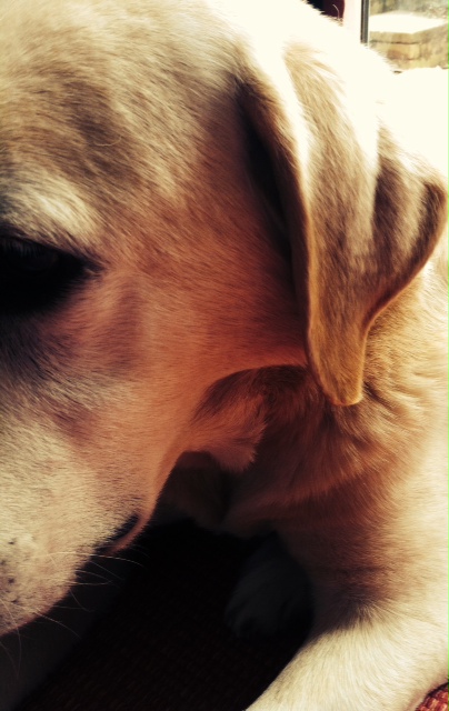 symptoms of ear mites in dogs ear mites in dogs holidays4dogs home boarding for dogs symptoms of ear mites in dogs ear mites in dogs holidays4dogs home boarding for dogs