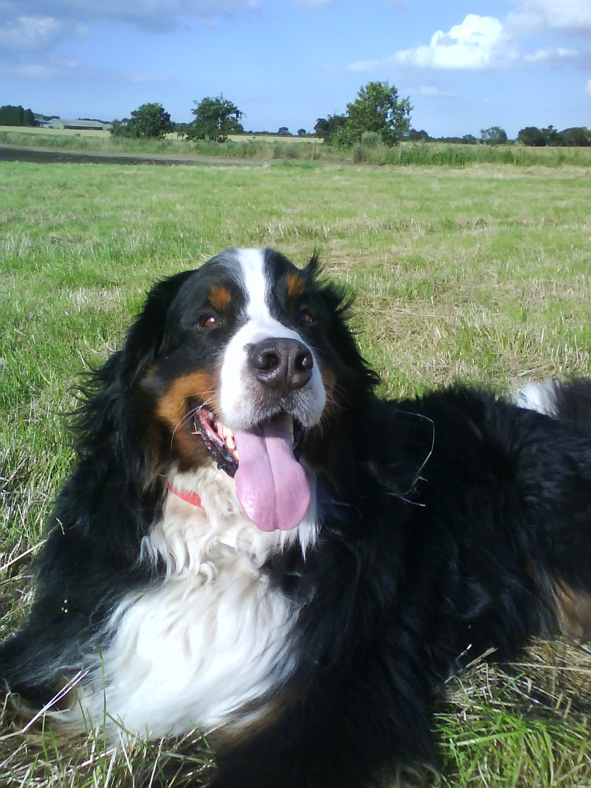 where do dogs live do dogs really live in the moment holidays4dogs home boarding for dogs where do dogs live do dogs really live in the moment holidays4dogs home boarding for dogs
