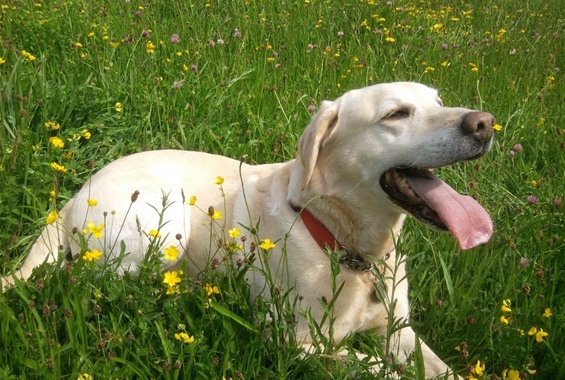 where do dogs live do dogs really live in the moment holidays4dogs home boarding for dogs where do dogs live do dogs really live in the moment holidays4dogs home boarding for dogs
