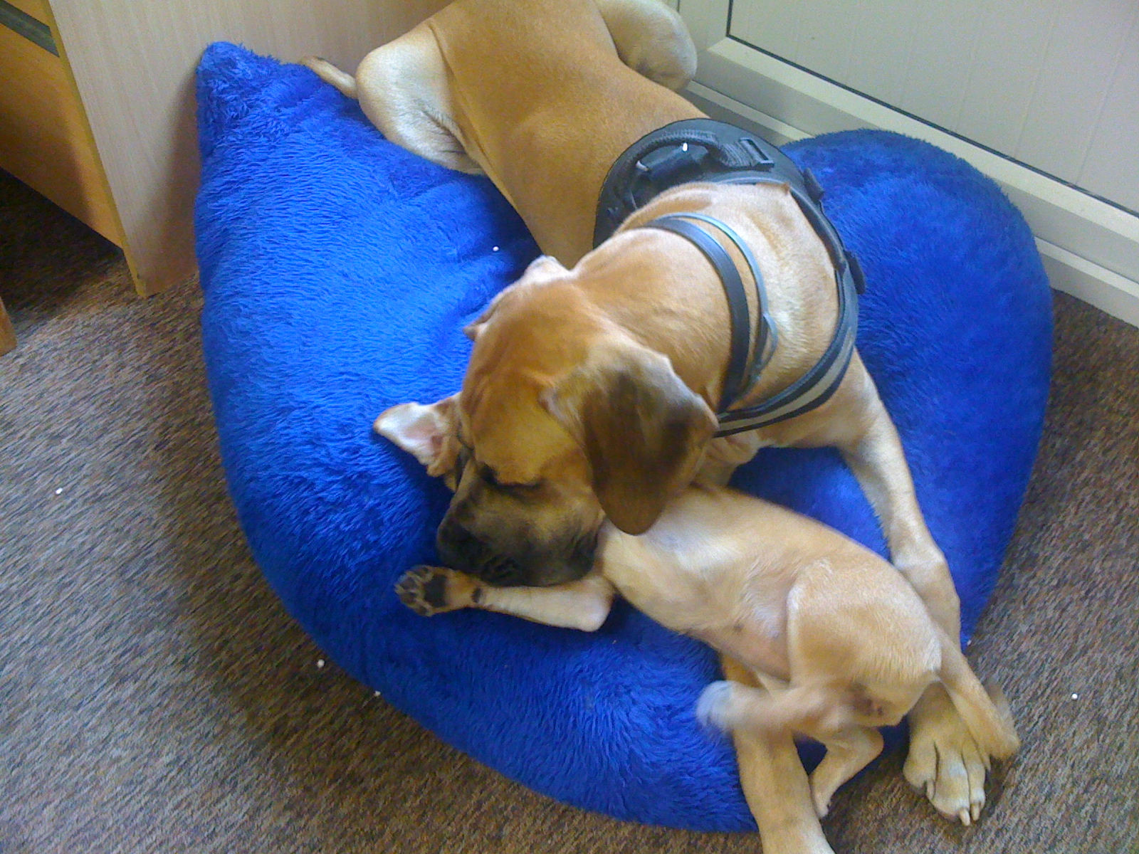 On Command Dog Boarding On Command Dog Boarding