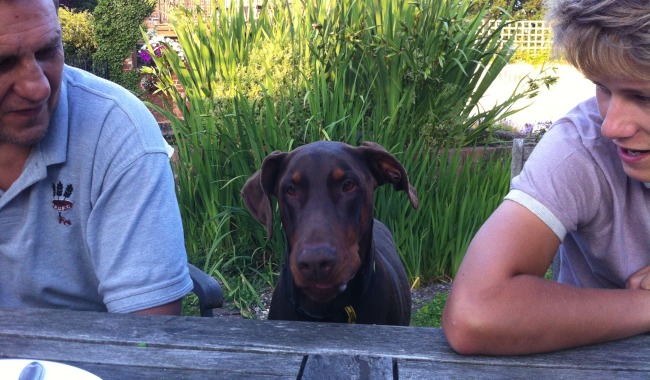 what to do if your eats chocolate home remedies what to do if your eats chocolate holidays4dogs home boarding for dogs what to do if your eats chocolate home remedies what to do if your eats chocolate holidays4dogs home boarding for dogs