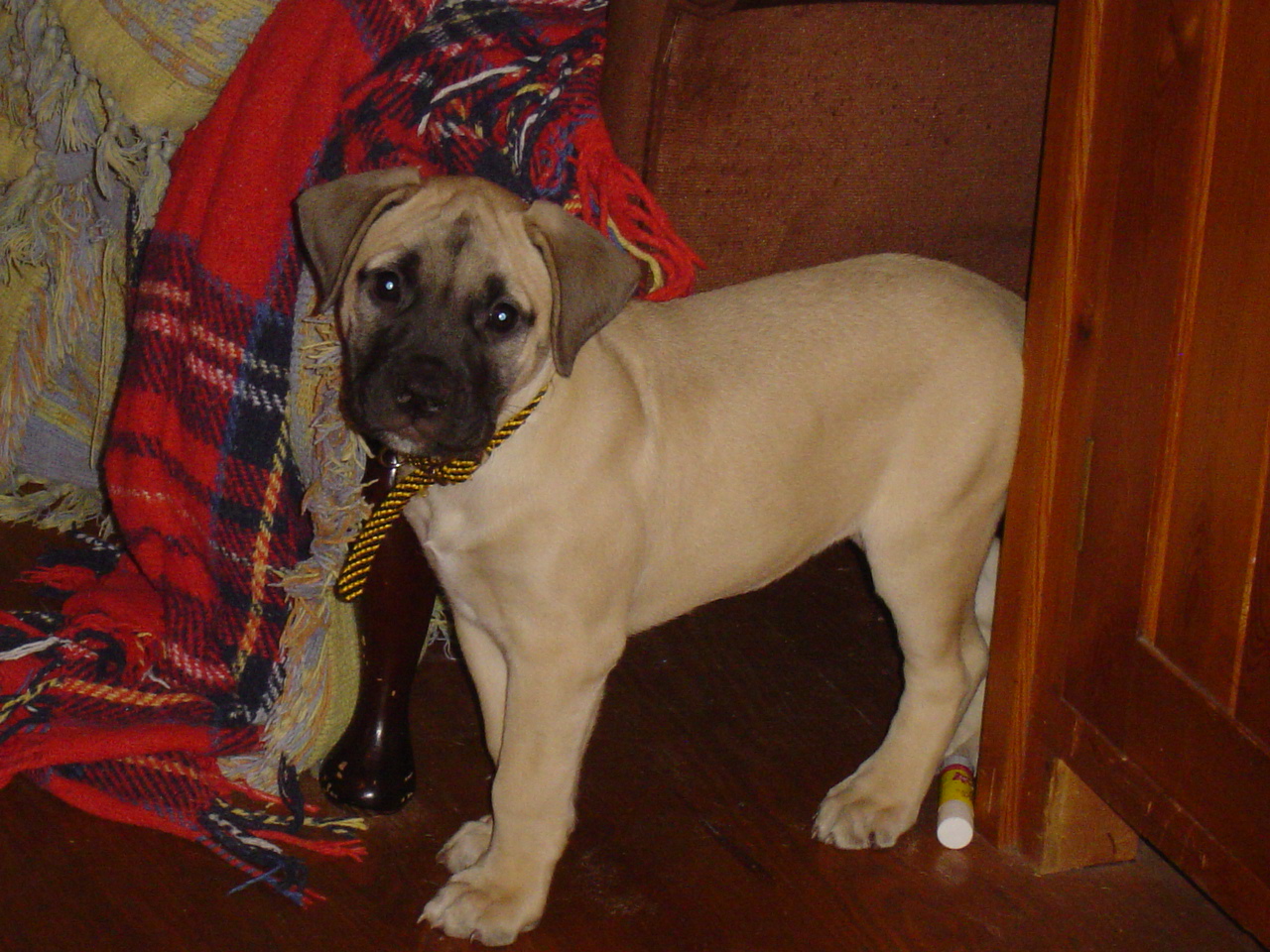 how to stop a from nipping puppy how to stop biting and nipping holidays4dogs home boarding for how to stop a from nipping puppy how to stop biting and nipping holidays4dogs home boarding for