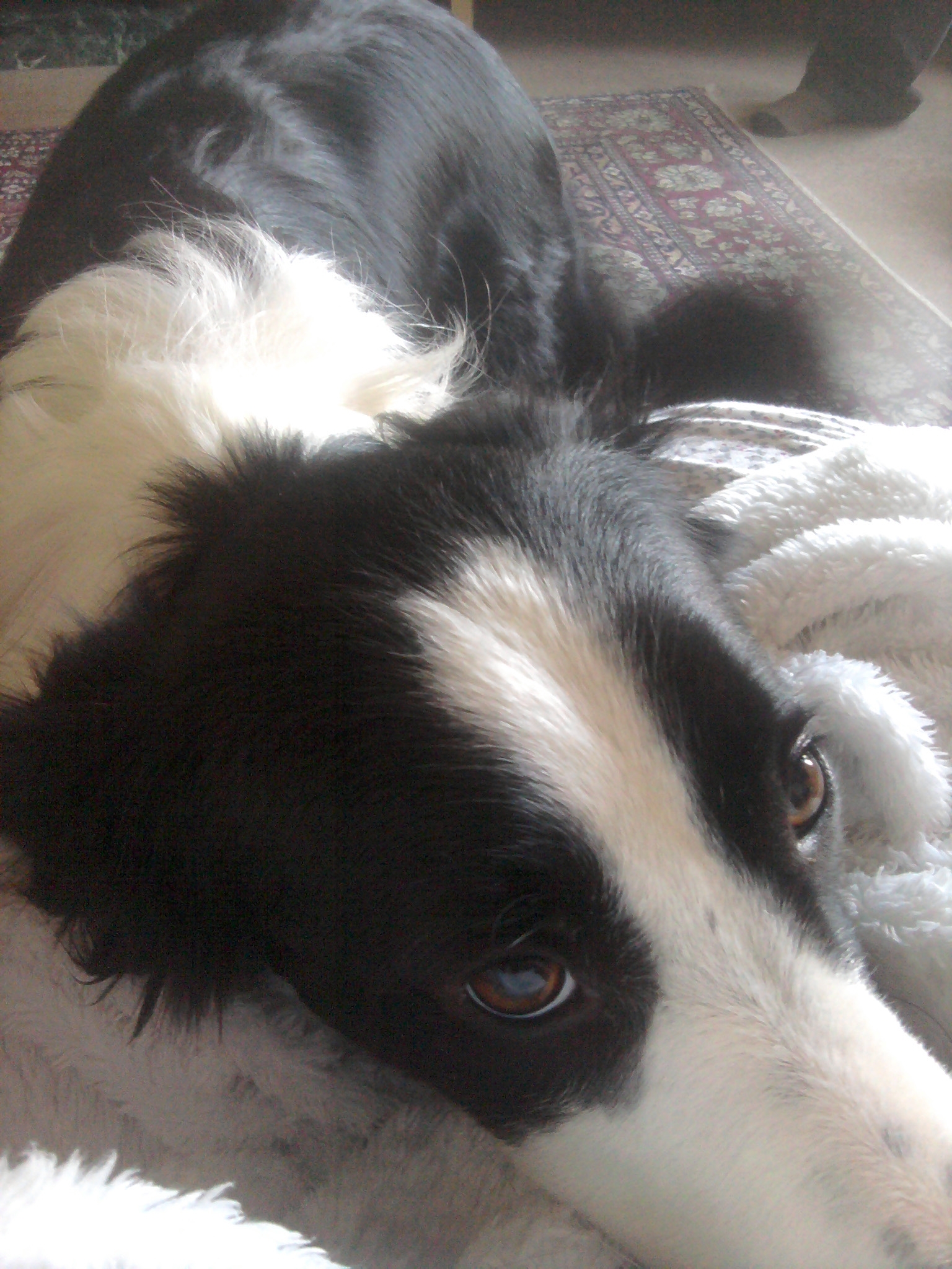eye contact with dogs windows to the soul eye contact in dogs holidays4dogs home boarding for eye contact with dogs windows to the soul eye contact in dogs holidays4dogs home boarding for