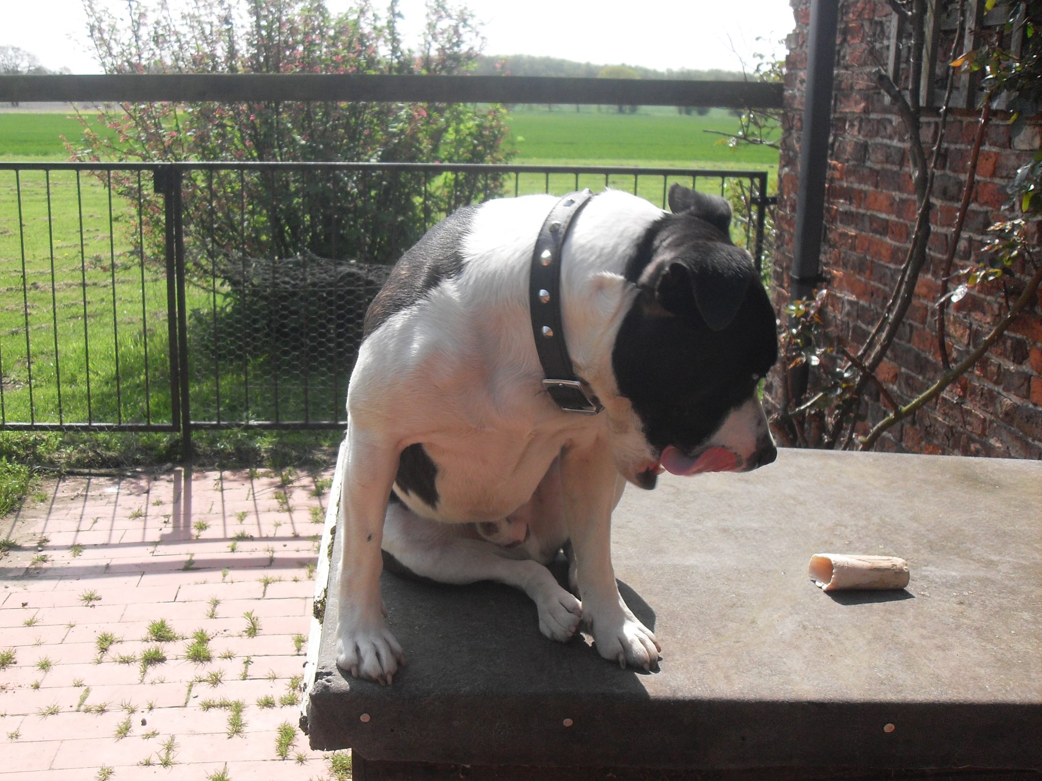 Dog Punishment in training. Holidays4Dogs Home Boarding for Dogs