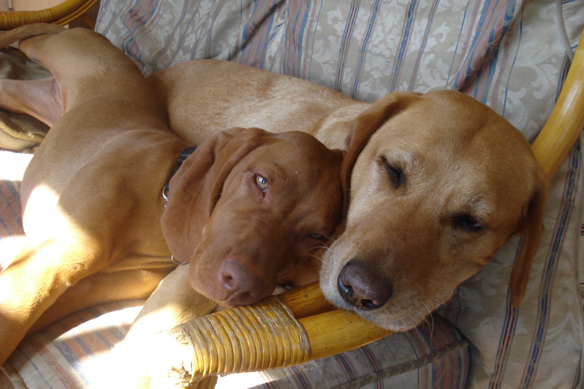 Can Dogs Be Blood Donors Holidays4Dogs Home Boarding For Dogs