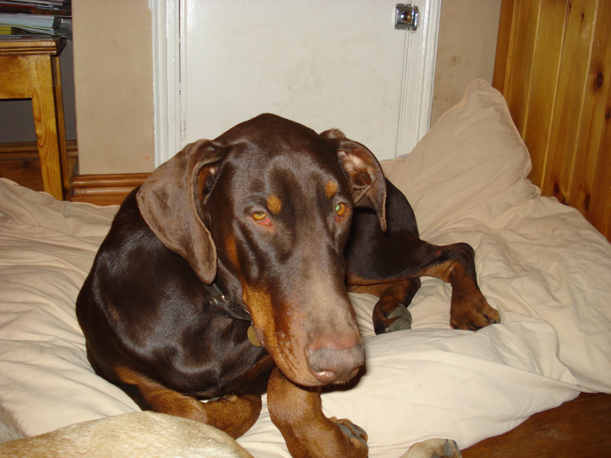 Can Dogs Catch Colds Holidays4Dogs Home Boarding for Dogs can dogs catch colds