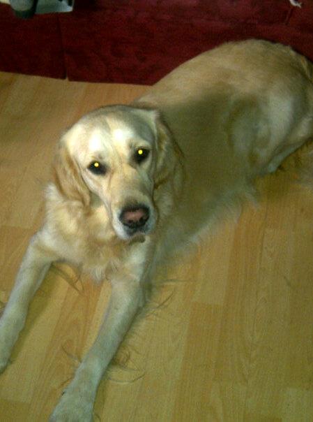 why do dogs the floor why do some dogs slippery floors holidays4dogs home boarding for dogs why do dogs the floor why do some dogs slippery floors holidays4dogs home boarding for dogs