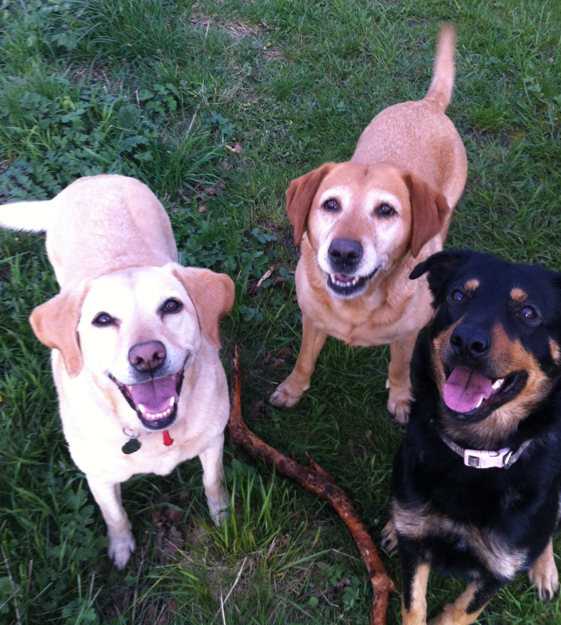 Do dogs copy each other? Holidays4Dogs Home Boarding for Dogs