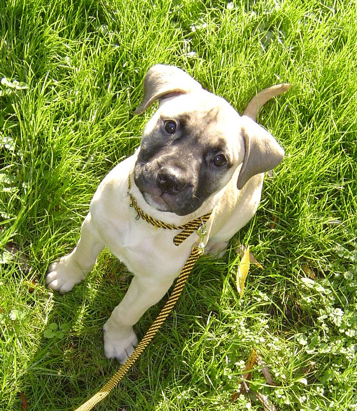 puppy fear stage stages of canine development holidays4dogs home boarding for dogs puppy fear stage stages of canine development holidays4dogs home boarding for dogs