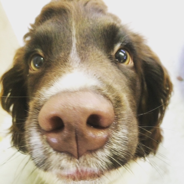 why do dogs wiskers do dogs whiskers mccnsulting web fc2 why do dogs wiskers do dogs whiskers mccnsulting web fc2