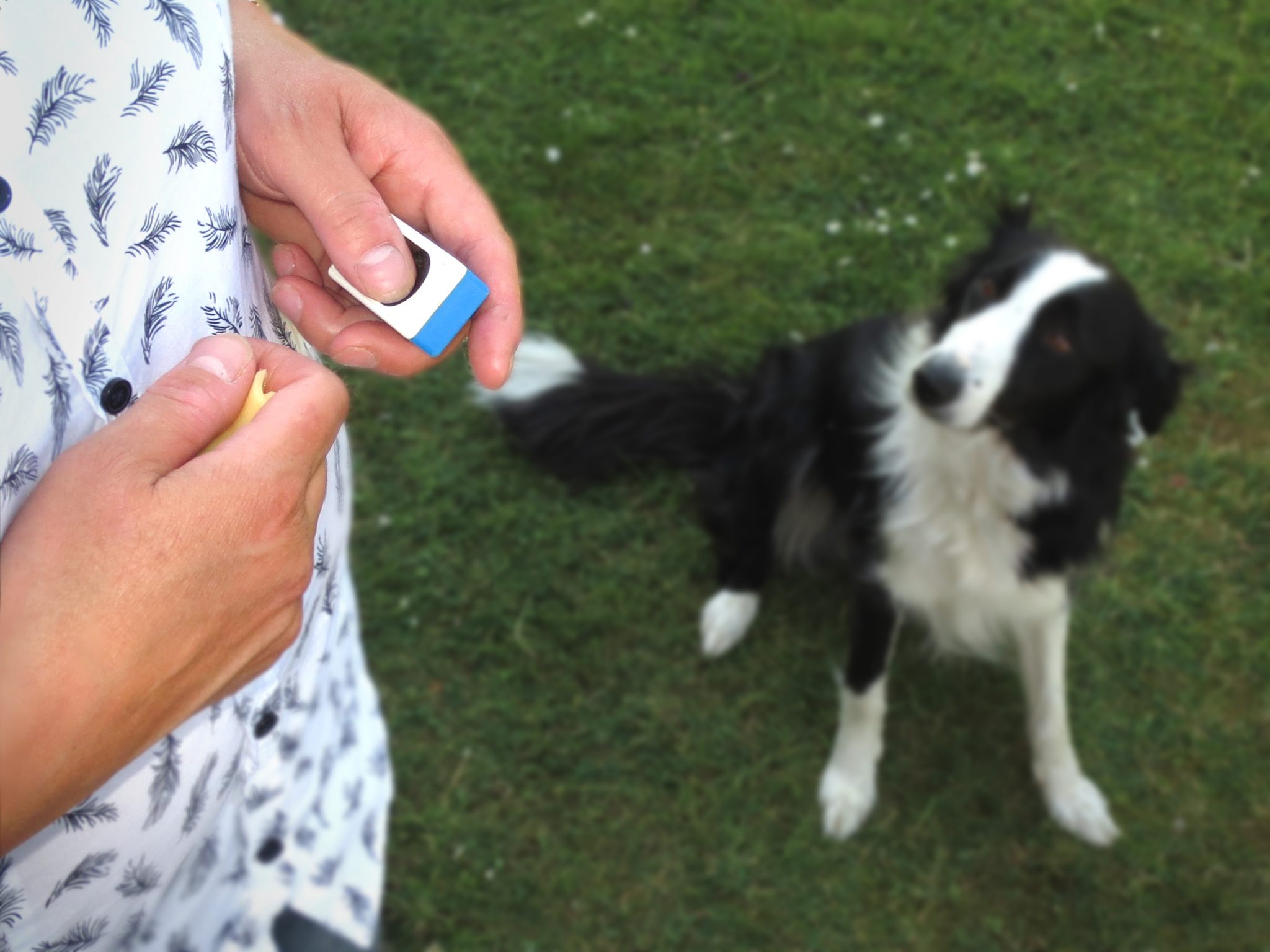 Getting started with clicker training - Holidays4Dogs ...