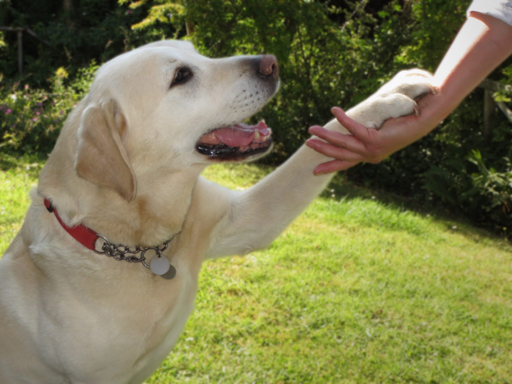 Trick training with the clicker Shake a paw - Holidays4Dogs - Home Boarding for