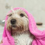 Why Does My Dog Smell So Bad?