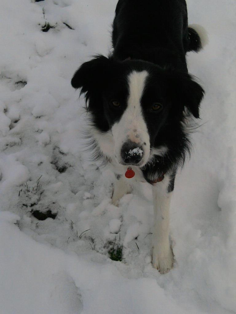 Dogs In Scotland Free To Good Home Dogs In Scotland Free To Good Home
