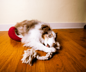 exercising your dog indoors