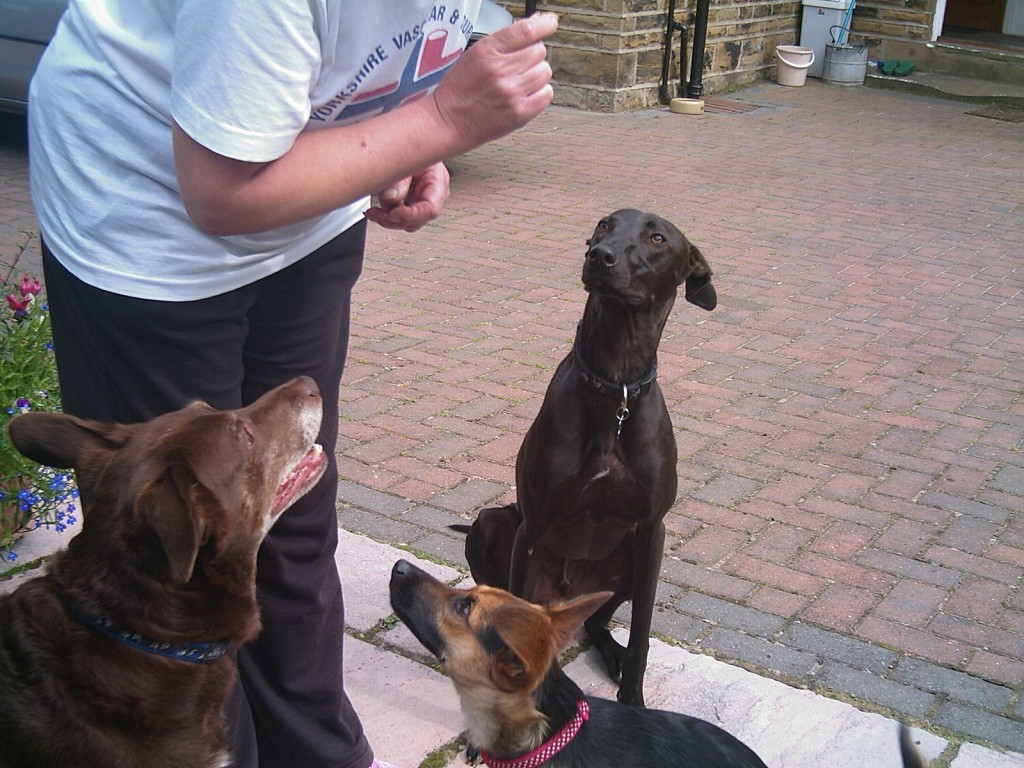 dog sitting, pet sitting