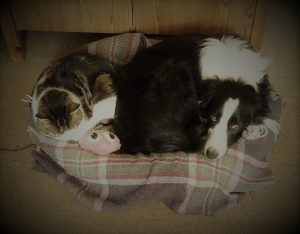 dog sitting, pet sitting