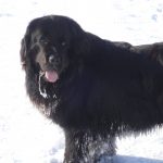 the newfoundland