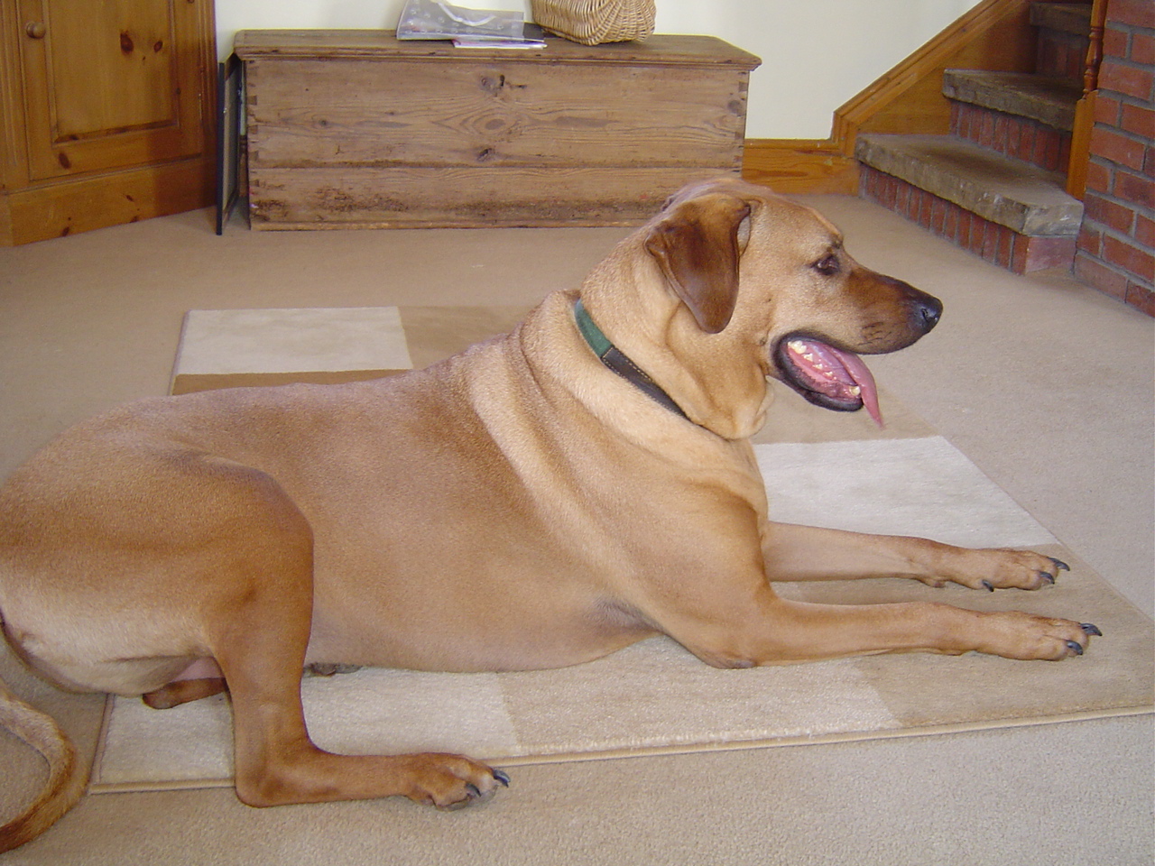 Tips To De dog Your Home Holidays4Dogs Home Boarding For Dogs