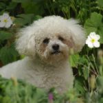 the bichon