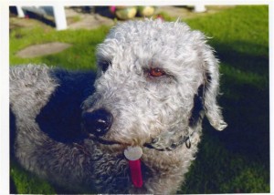 the bedlington terrier