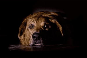 signs of anxiety in dogs