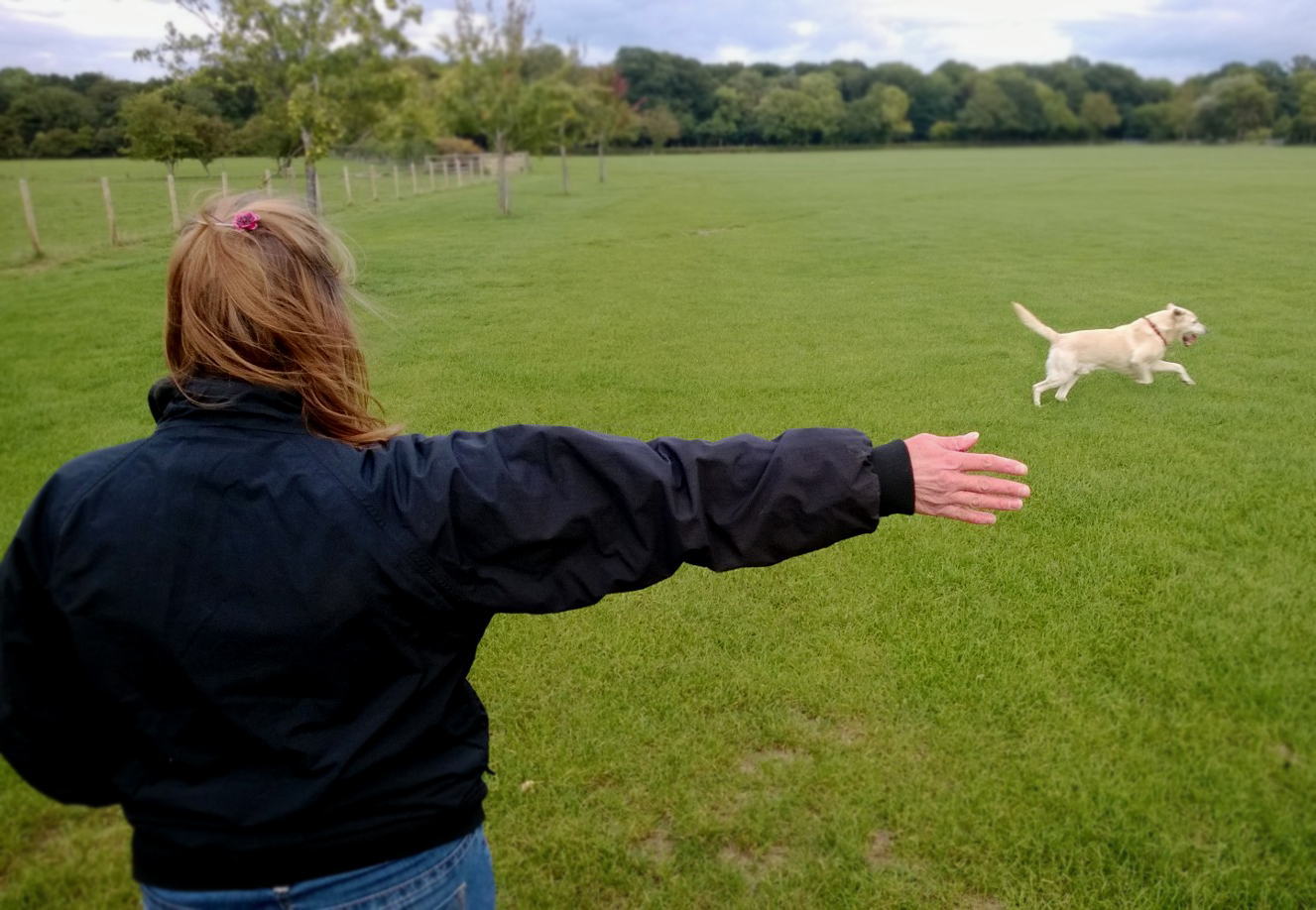 Dog Training North East England Dog Training North East England