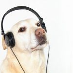 training deaf dogs
