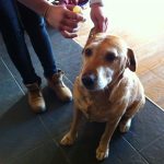dog sitting, pet sitting