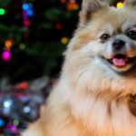 The Family Dog at Christmas.