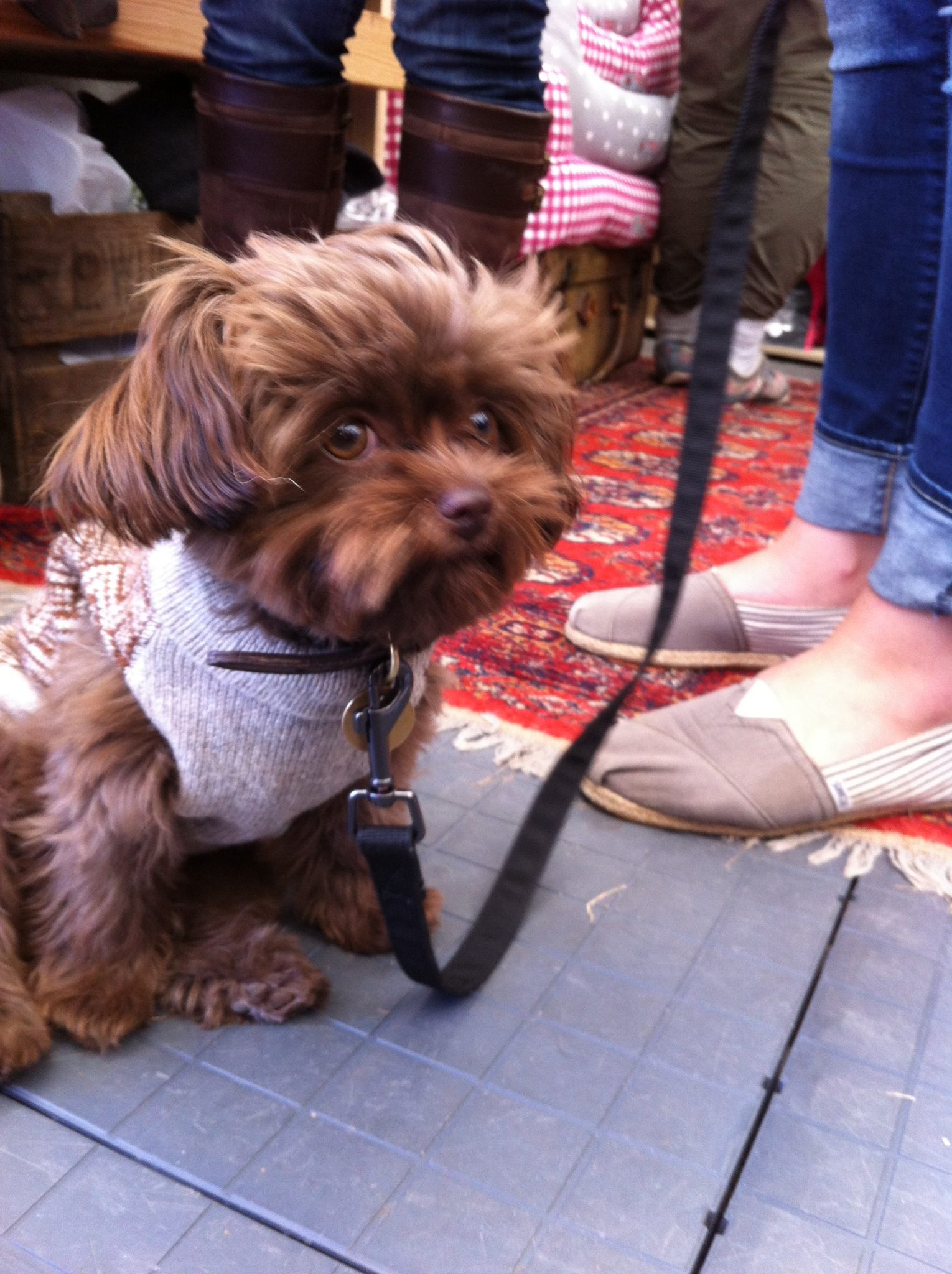 Dogs clothes? Holidays 4 Dogs Home boarding for dogs