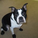 dog sitting, pet sitting