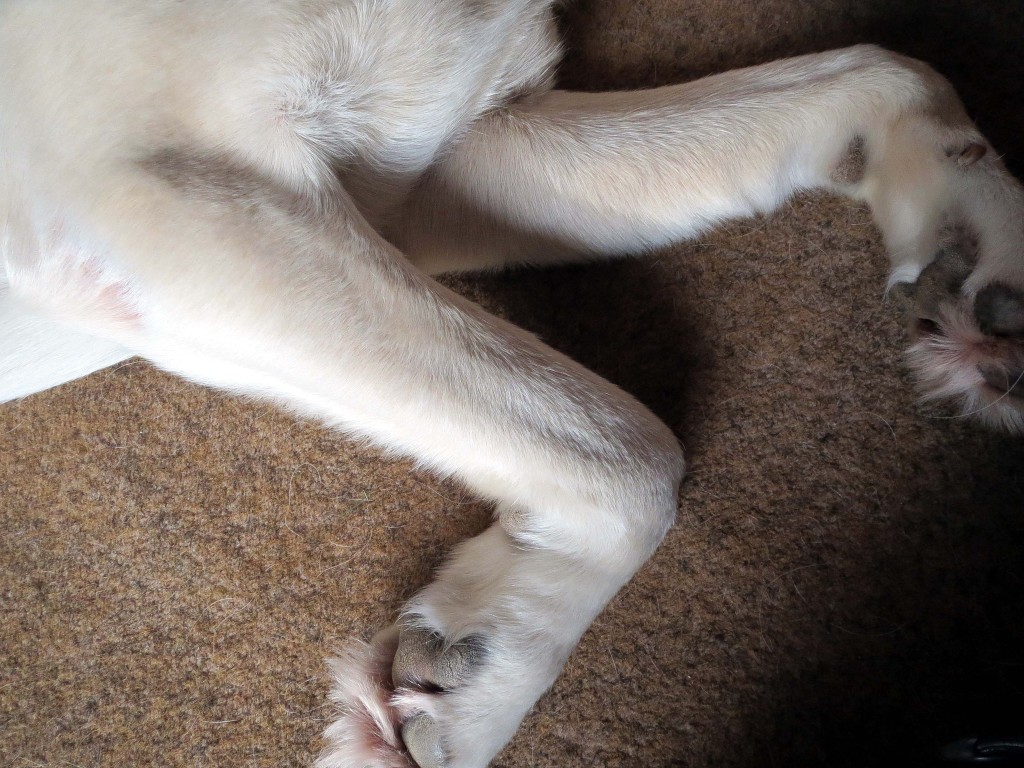 dog sitting, pet sitting