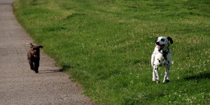 dog sitting, pet sitting