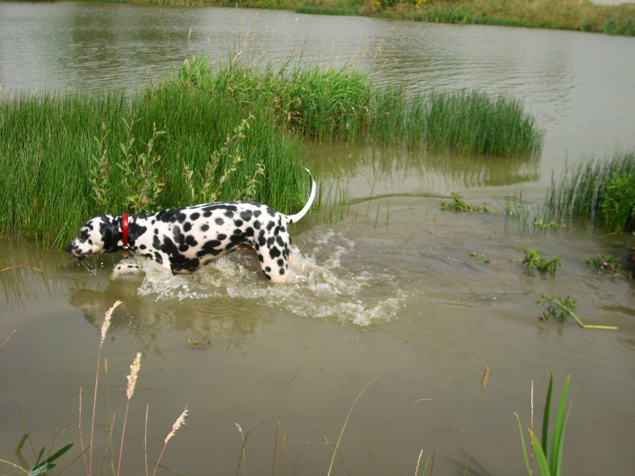 Dalmatian hunting hot sale