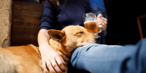How more pubs are becoming dog friendly
