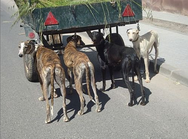 Podenco as Pets. Holidays4Dogs Home Boarding for Dogs