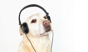 dog sitting, pet sitting