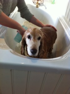 how to get burdocks out of dog hair