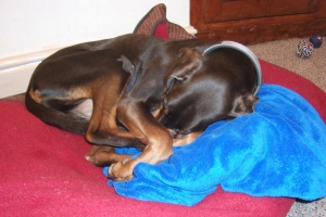 Do dogs dream? Dog sleeping on floor