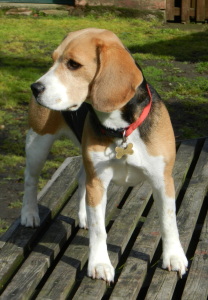 dog sitting, pet sitting, Beagle dog breed