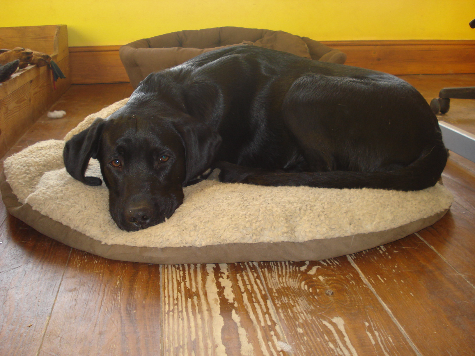 Dog Training Oxfordshire Uk Dog Training Oxfordshire Uk