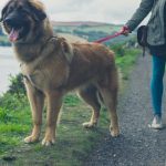 caring for giant breeds of dog