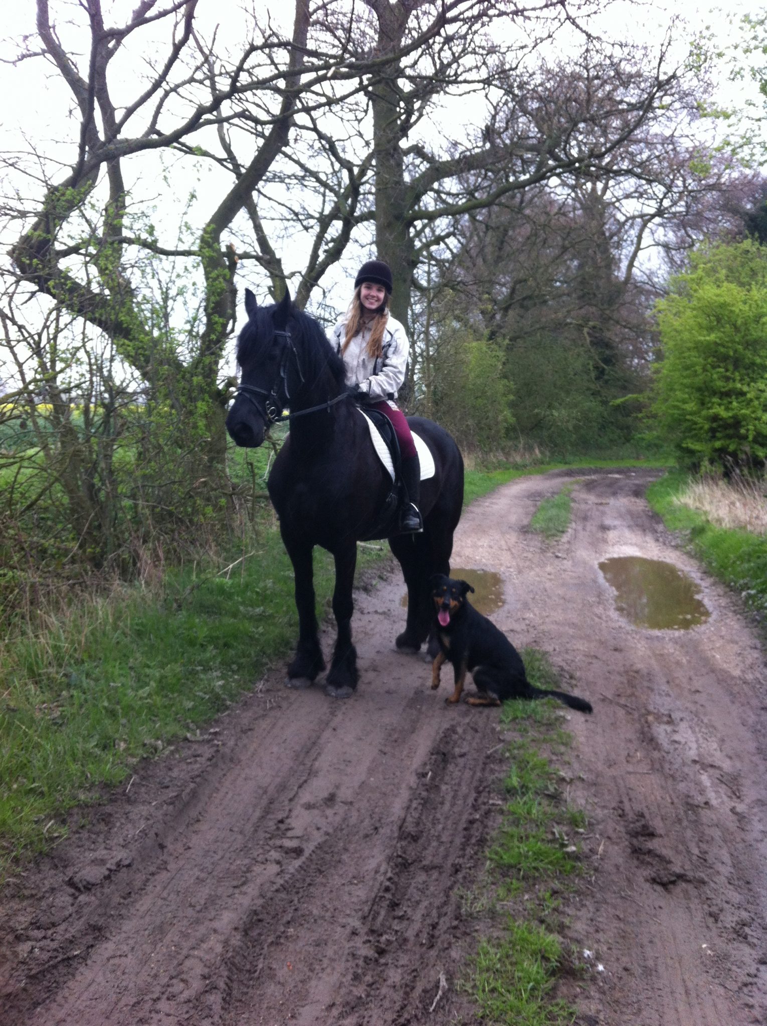 Dogs And Horses Holidays4Dogs Home Boarding For Dogs