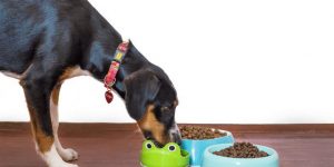 why is my dog a picky eater?