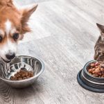 food guarding in dogs