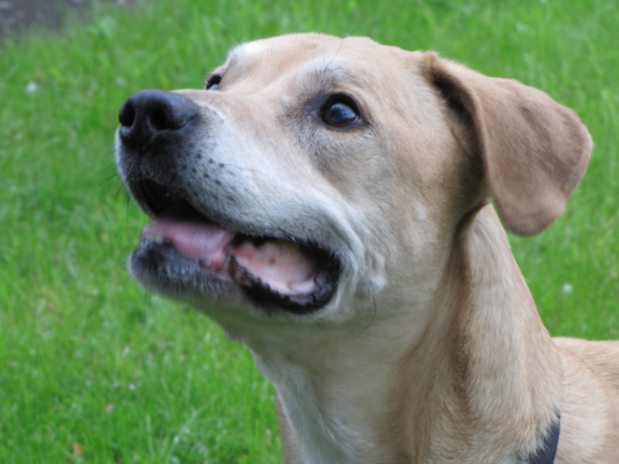 Dogs And The Dangers Of Xylitol Holidays4Dogs Home Boarding For Dogs